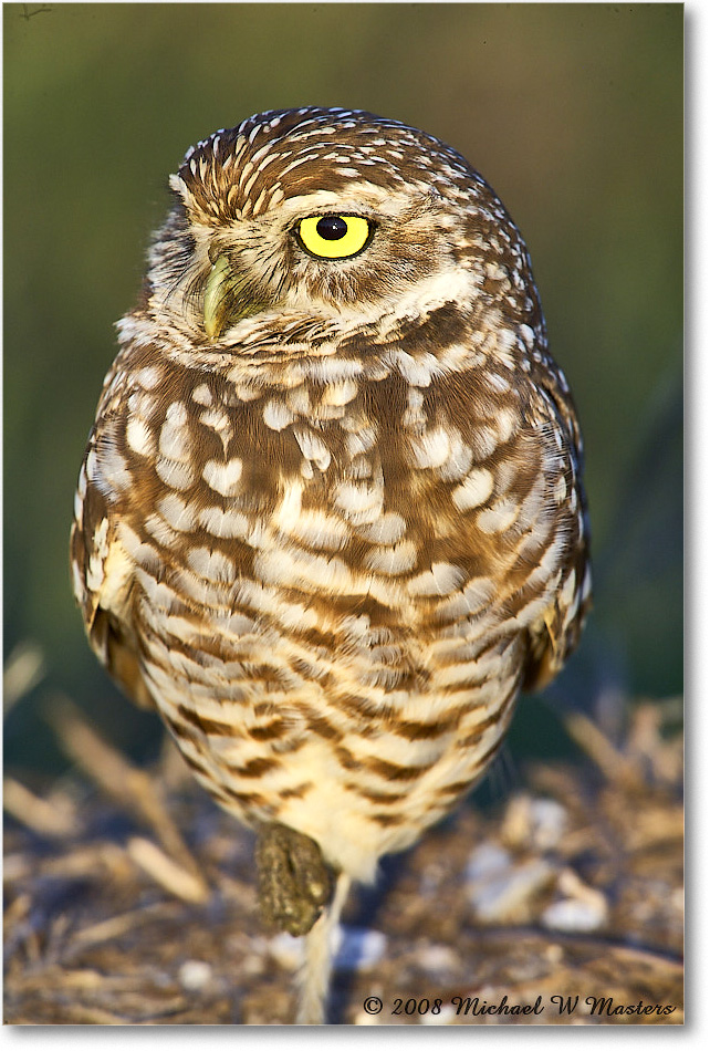 BurrowingOwl_CapeCoral_2008Jan_E0K7321 copy