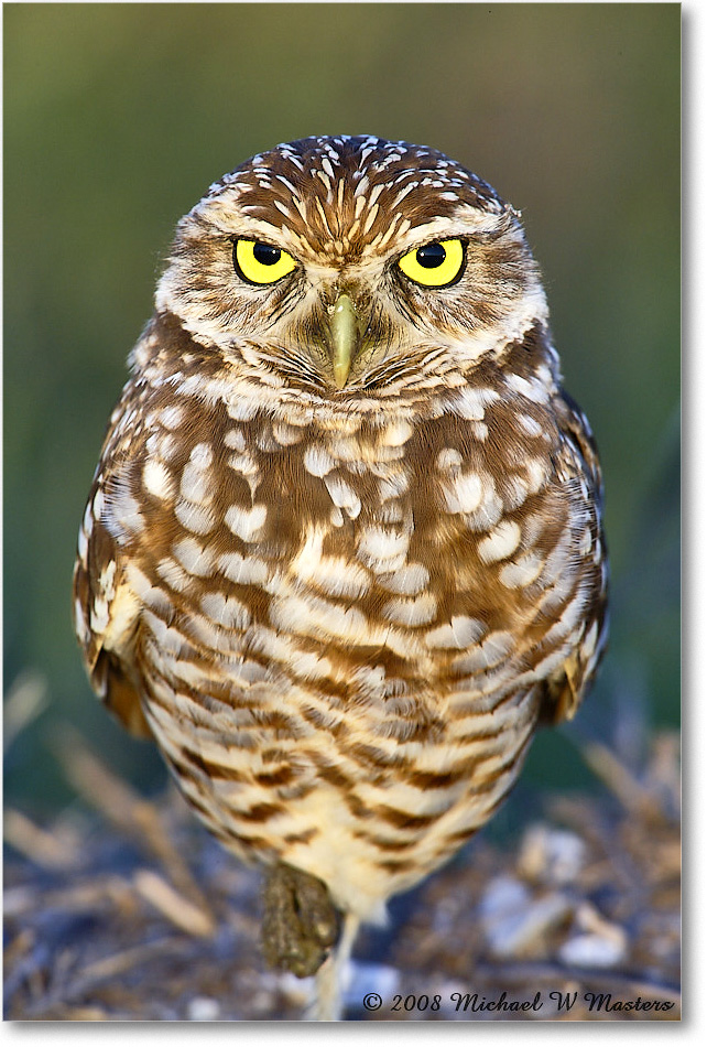 BurrowingOwl_CapeCoral_2008Jan_E0K7335 copy