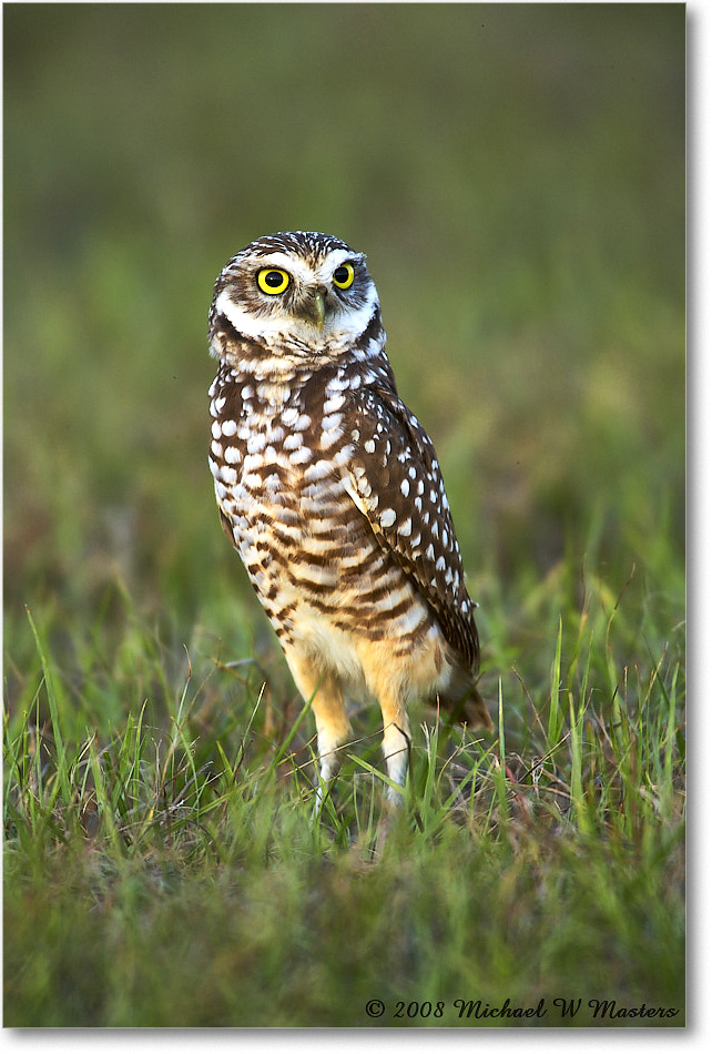 BurrowingOwl_CapeCoral_2008Jan_E0K7381 copy