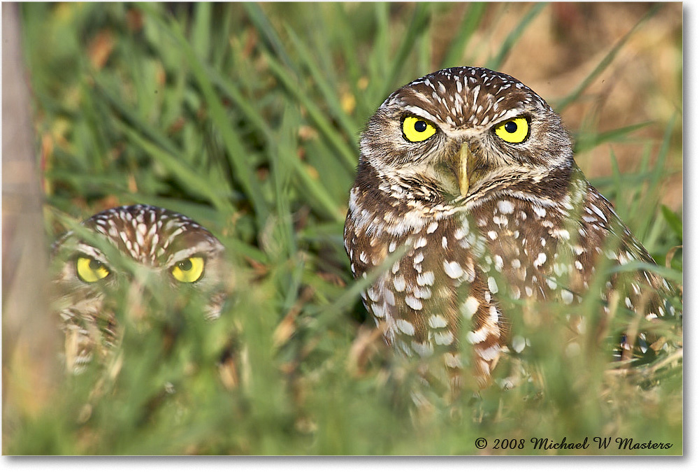 BurrowingOwl_CapeCoral_2008Jan_E0K8022 copy