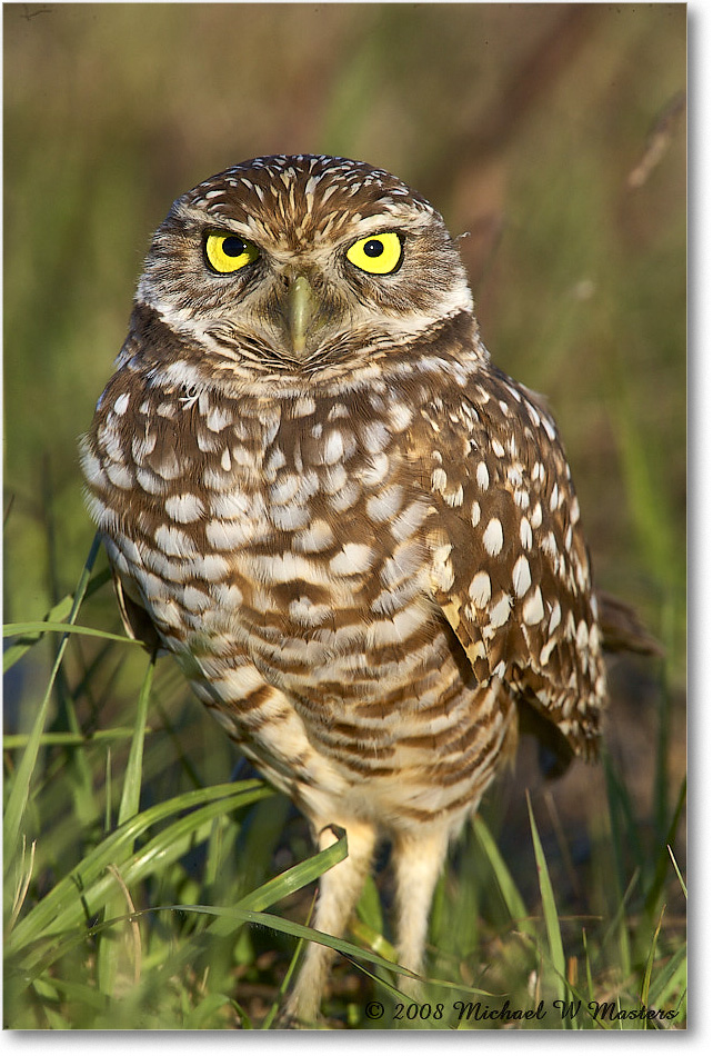 BurrowingOwl_CapeCoral_2008Jan_E0K8067 copy