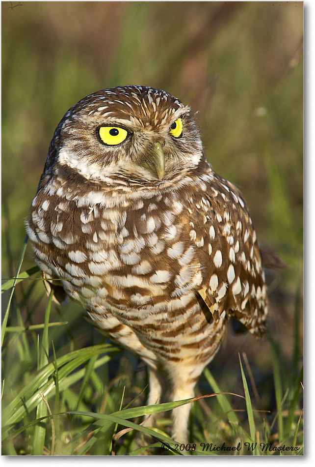 BurrowingOwl_CapeCoral_2008Jan_E0K8075 copy