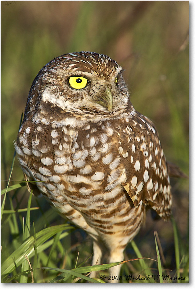 BurrowingOwl_CapeCoral_2008Jan_E0K8077 copy