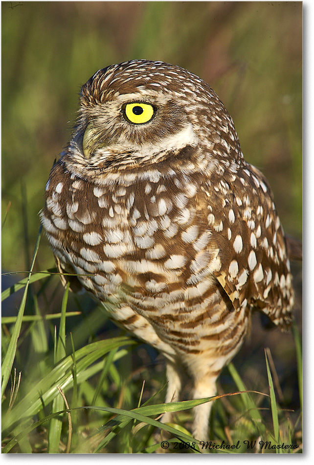 BurrowingOwl_CapeCoral_2008Jan_E0K8078 copy