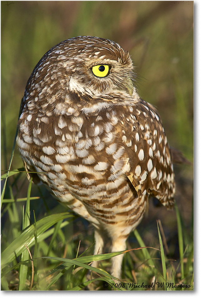 BurrowingOwl_CapeCoral_2008Jan_E0K8079 copy