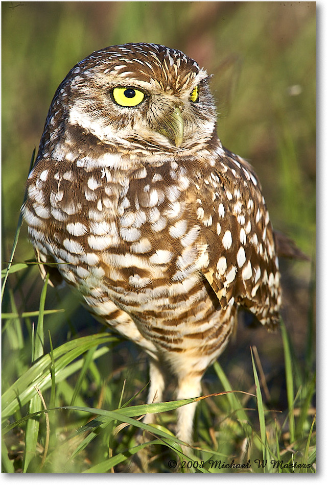 BurrowingOwl_CapeCoral_2008Jan_E0K8083 copy