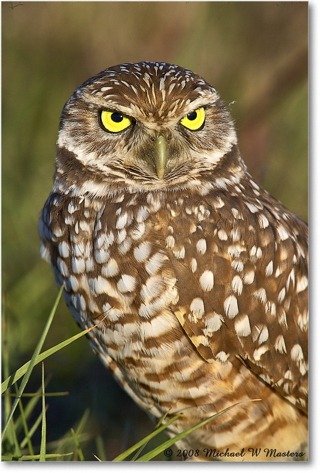 BurrowingOwl_CapeCoral_2008Jan_E0K8095 copy