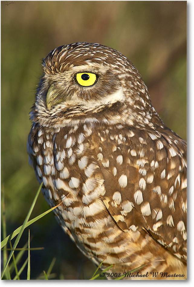 BurrowingOwl_CapeCoral_2008Jan_E0K8106 copy