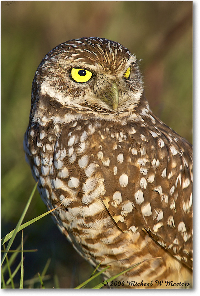 BurrowingOwl_CapeCoral_2008Jan_E0K8108 copy