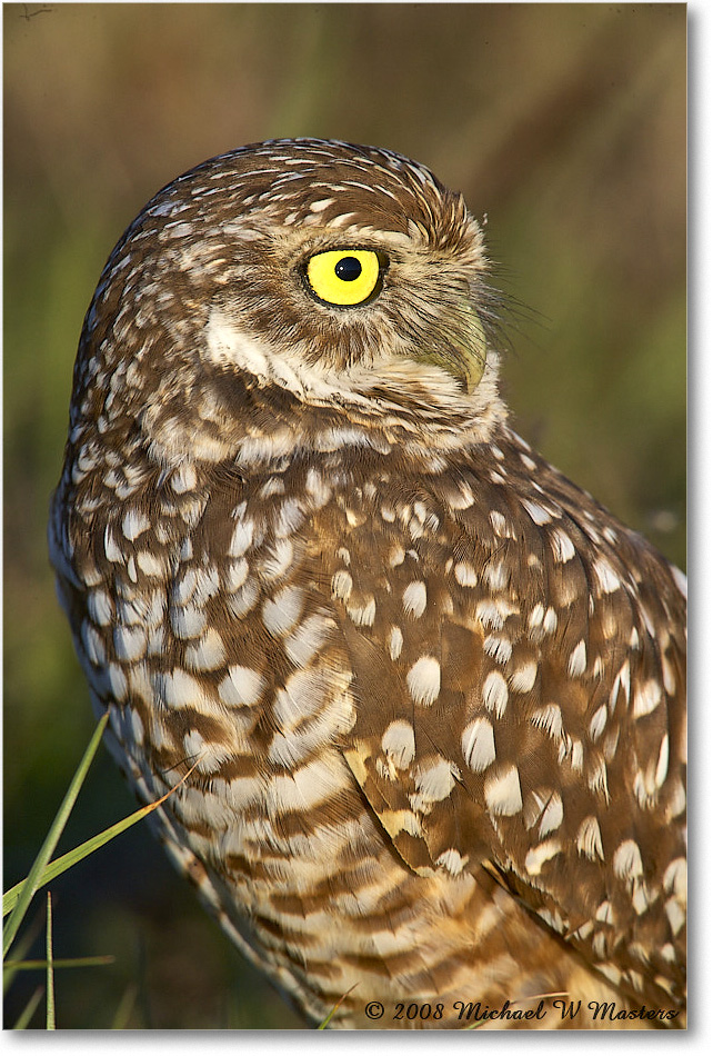 BurrowingOwl_CapeCoral_2008Jan_E0K8111 copy