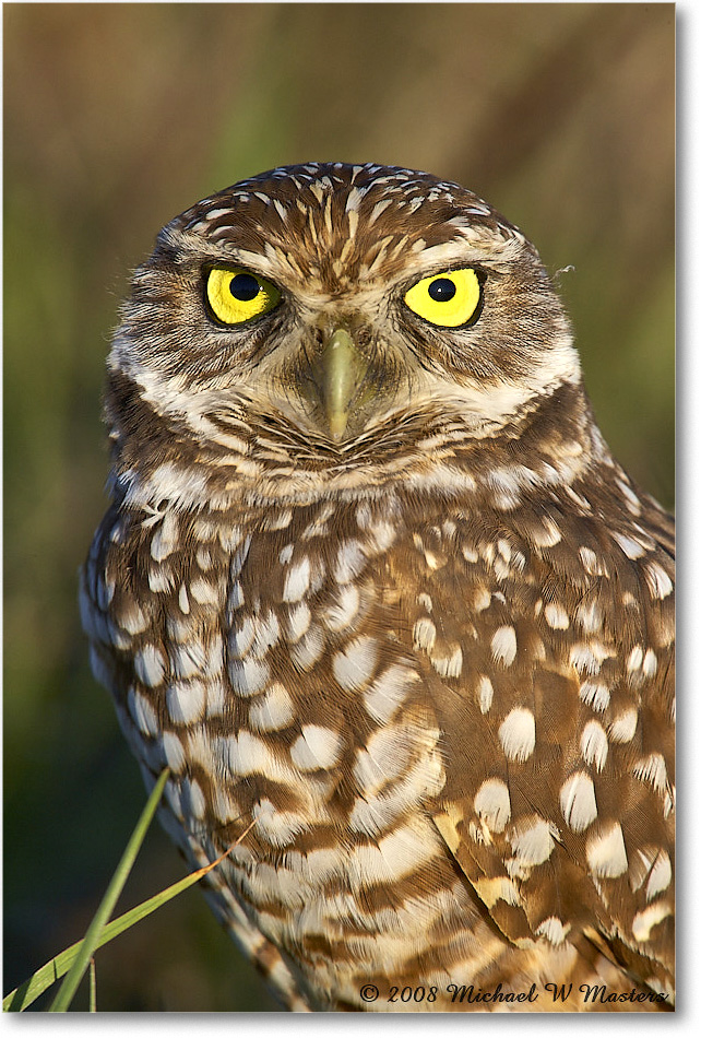 BurrowingOwl_CapeCoral_2008Jan_E0K8117 copy