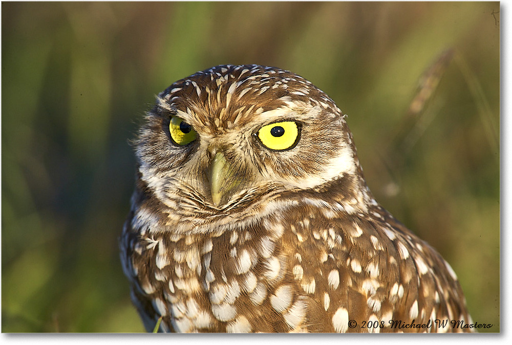 BurrowingOwl_CapeCoral_2008Jan_E0K8135 copy