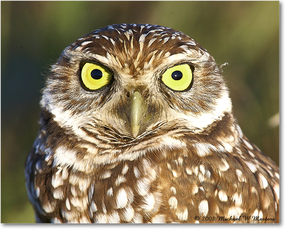 BurrowingOwl_CapeCoral_2008Jan_E0K8146 copy