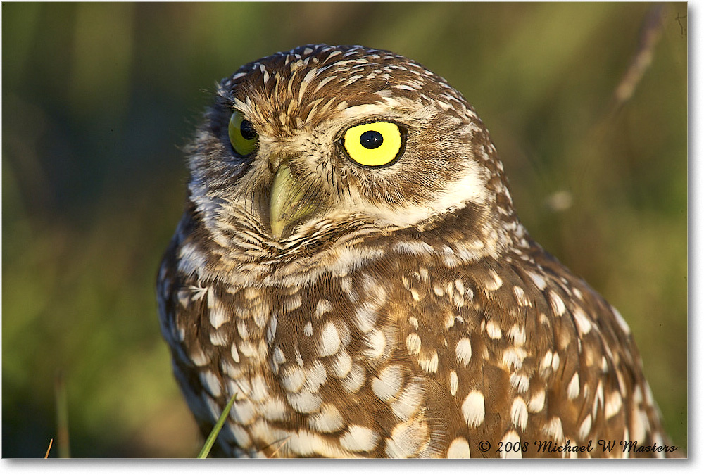 BurrowingOwl_CapeCoral_2008Jan_E0K8147 copy