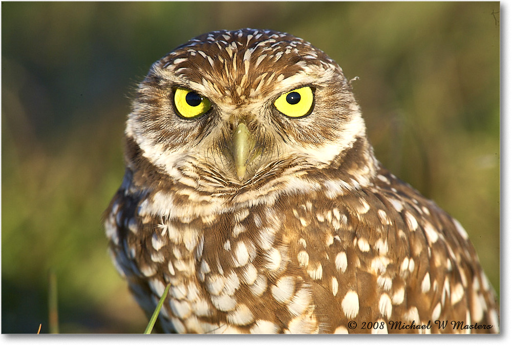 BurrowingOwl_CapeCoral_2008Jan_E0K8148 copy