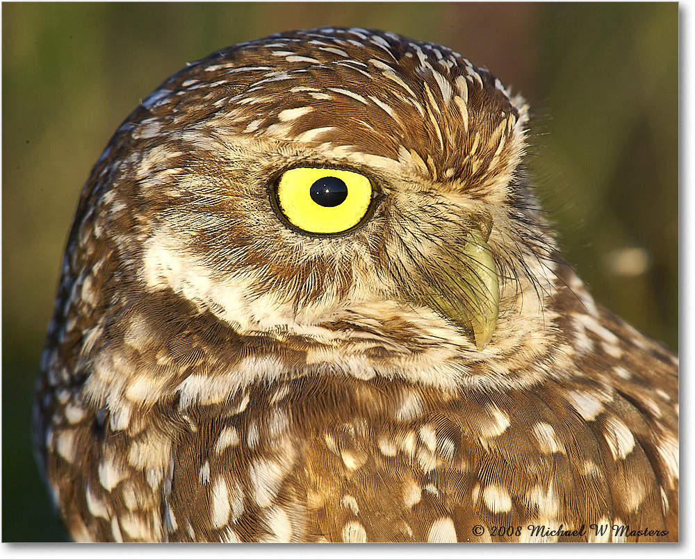 BurrowingOwl_CapeCoral_2008Jan_E0K8184 copy