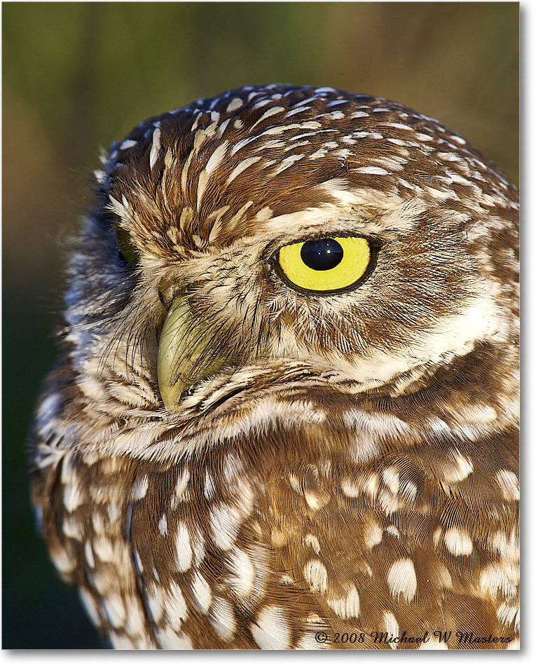 BurrowingOwl_CapeCoral_2008Jan_E0K8195 copy