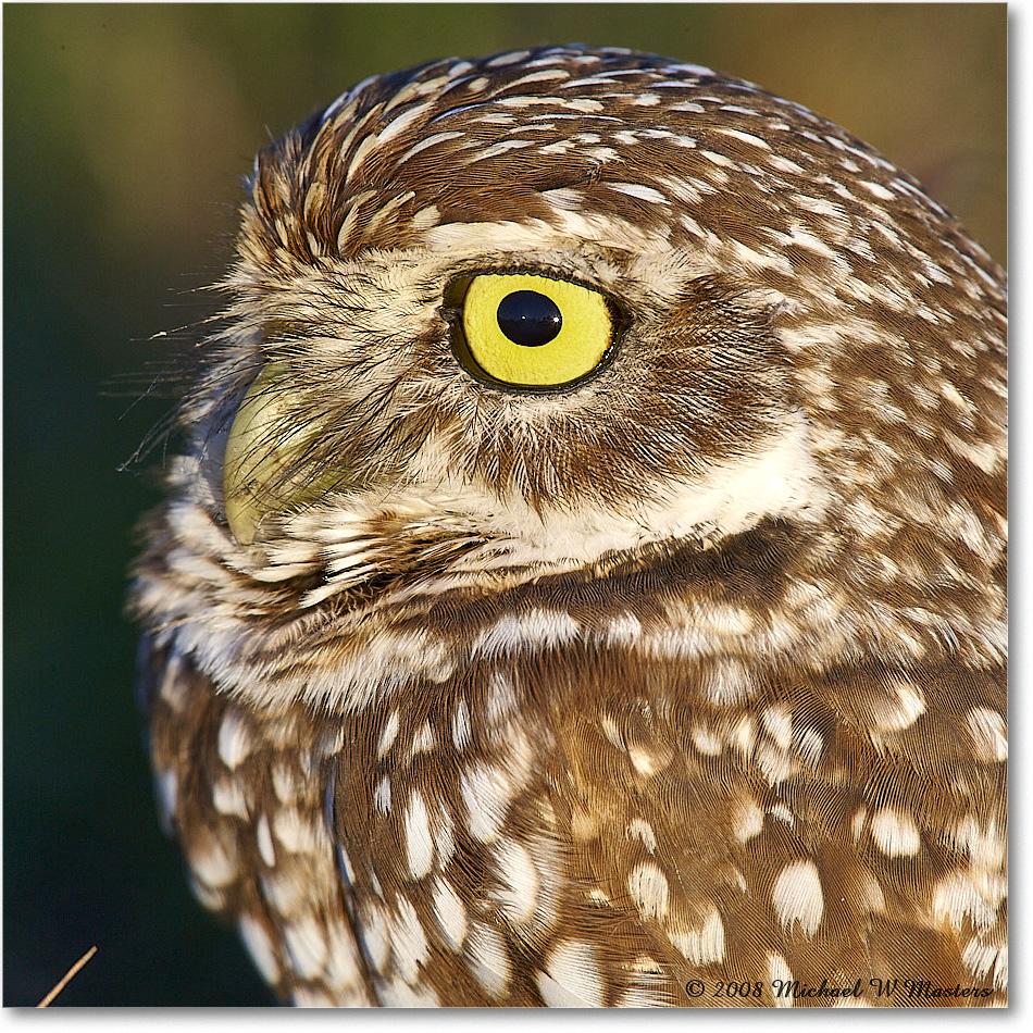 BurrowingOwl_CapeCoral_2008Jan_E0K8202 copy