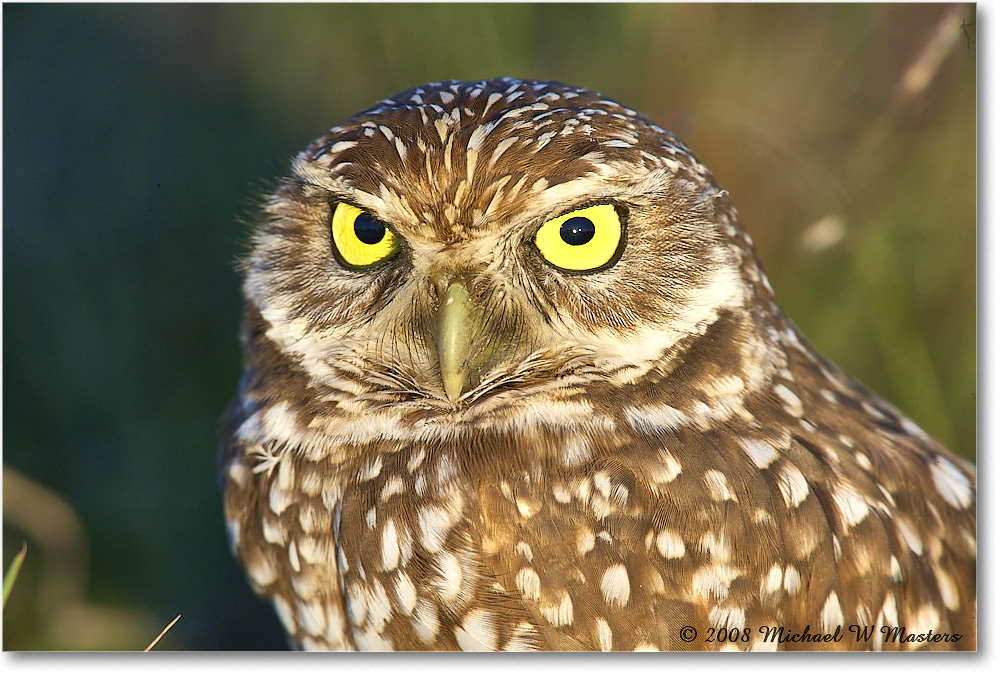 BurrowingOwl_CapeCoral_2008Jan_E0K8233 copy