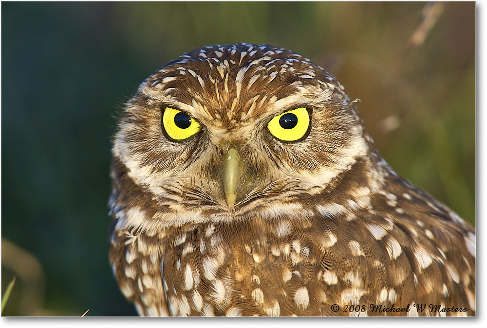 BurrowingOwl_CapeCoral_2008Jan_E0K8241 copy