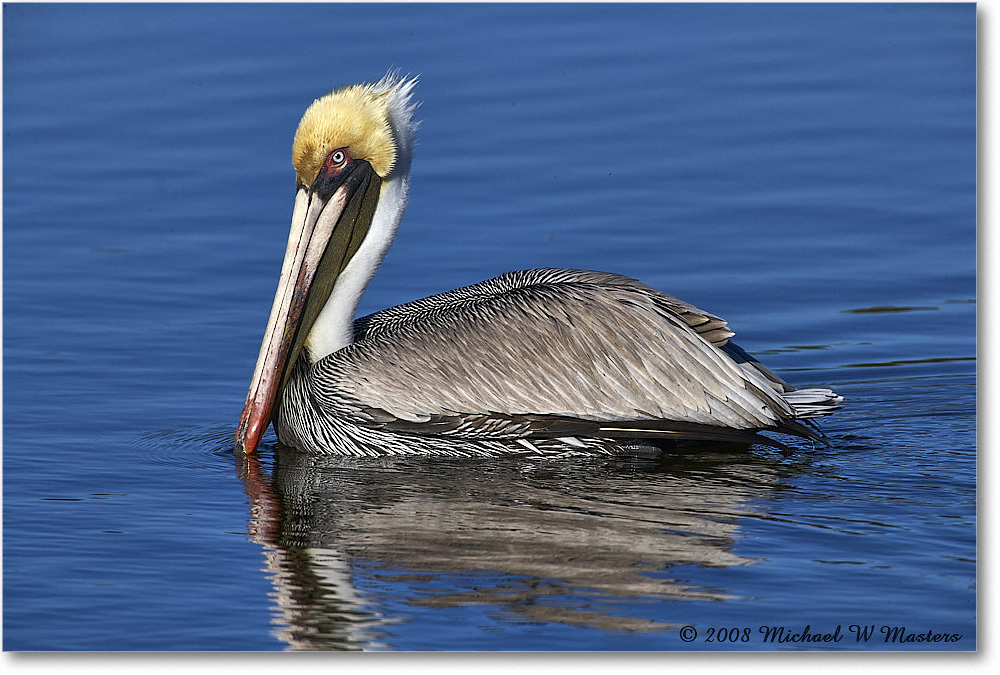 BrownPelican_DingDarlingNWR_2008Jan_E0K8367 copy