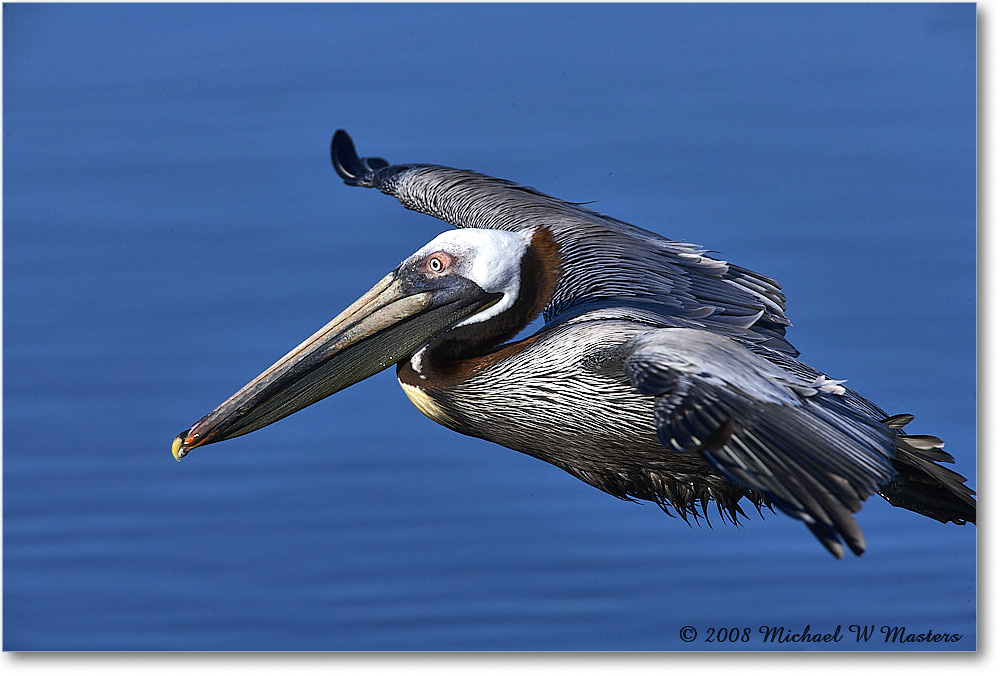 BrownPelican_DingDarlingNWR_2008Jan_E0K8398 copy