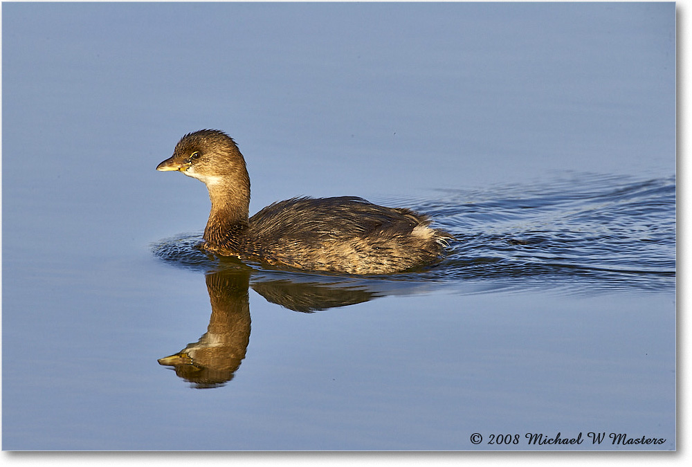 Grebe_DingDarlingNWR_2008Jan_E0K7523 copy