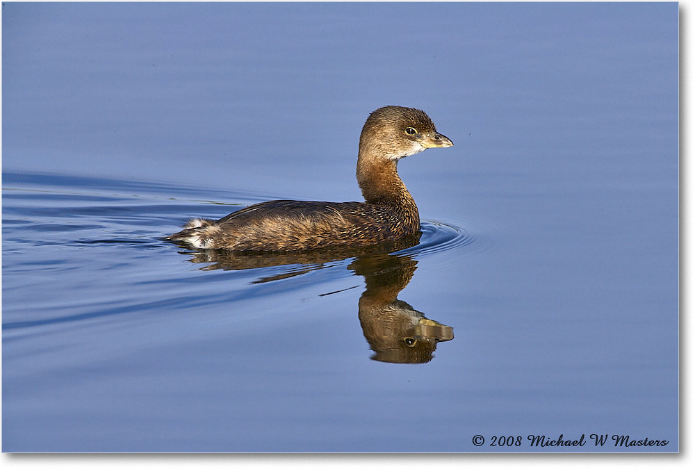 Grebe_DingDarlingNWR_2008Jan_E0K7661 copy