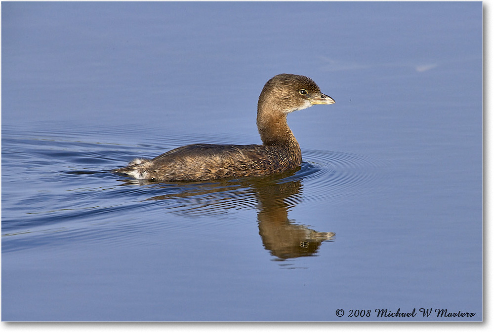 Grebe_DingDarlingNWR_2008Jan_E0K7664 copy