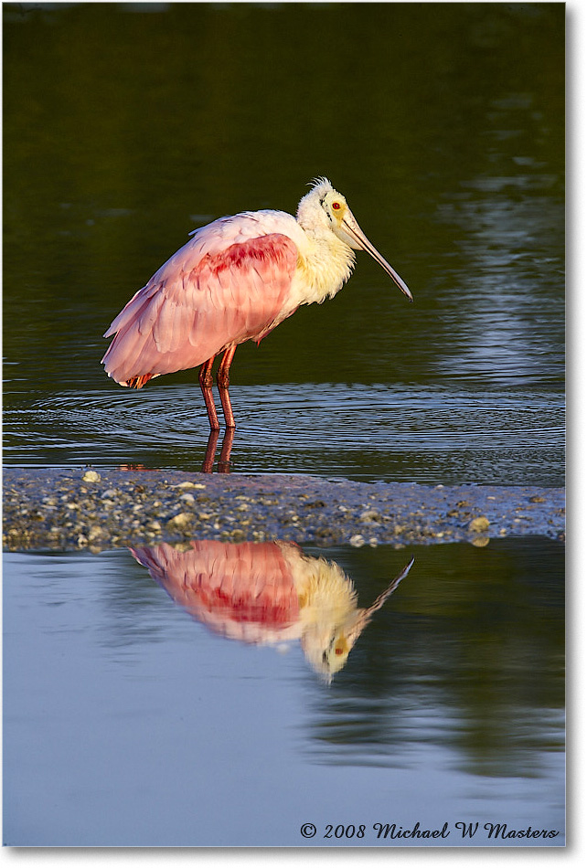 RoseateSpoonbill_DingDarlingNWR_2008Jan_E0K7441 copy