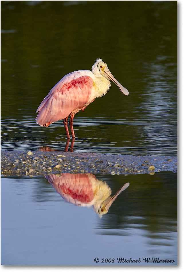 RoseateSpoonbill_DingDarlingNWR_2008Jan_E0K7442 copy