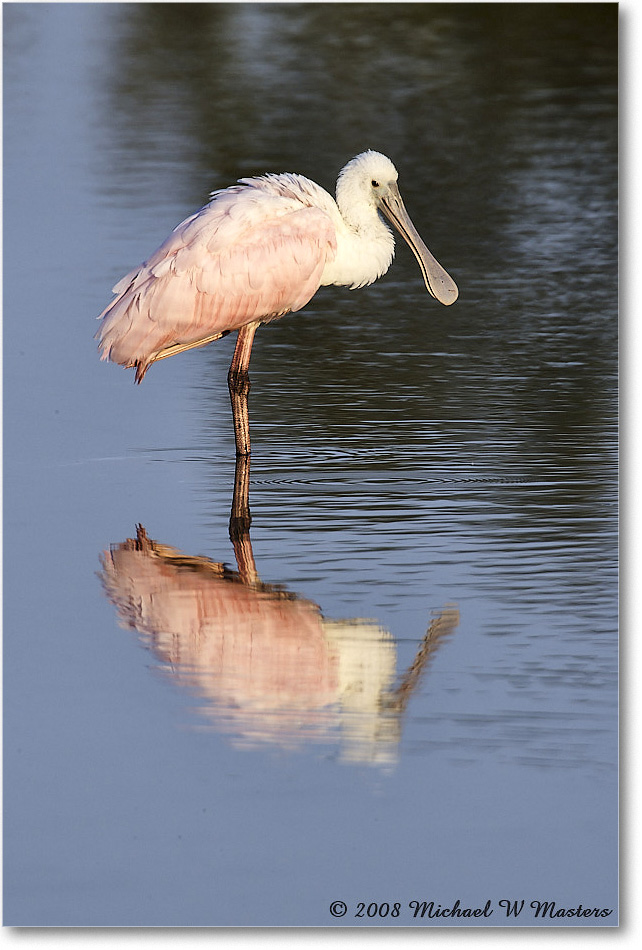 RoseateSpoonbill_DingDarlingNWR_2008Jan_E0K7450 copy