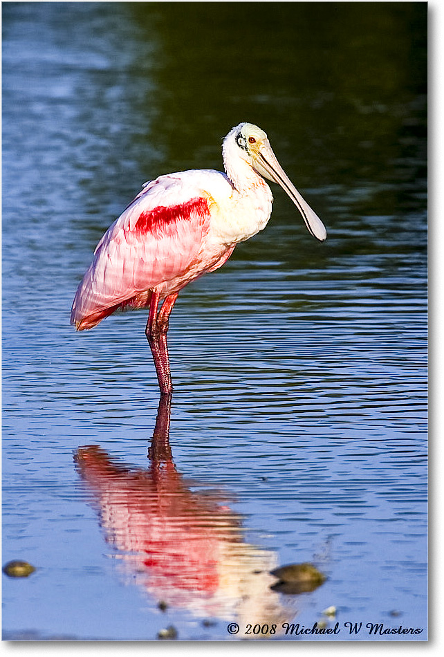 RoseateSpoonbill_DingDarlingNWR_2008Jan_E0K7563 copy