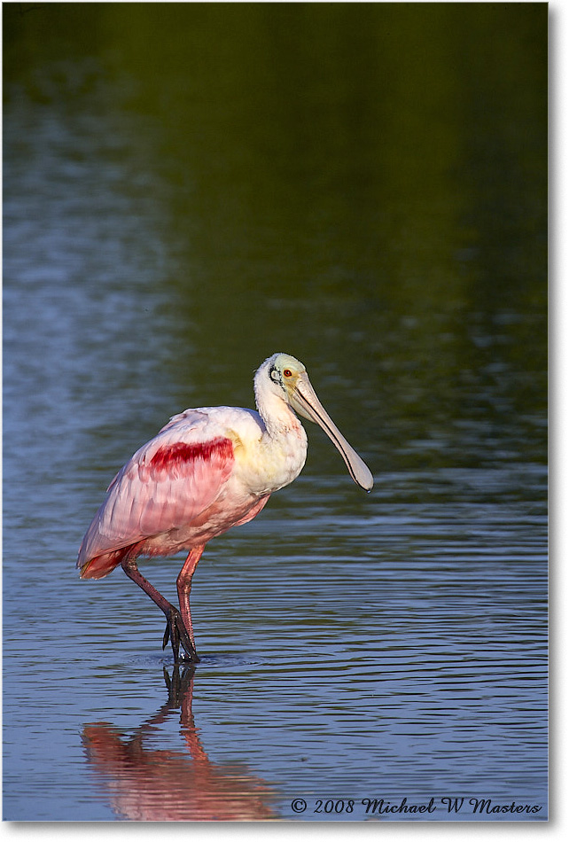 RoseateSpoonbill_DingDarlingNWR_2008Jan_E0K7564 copy