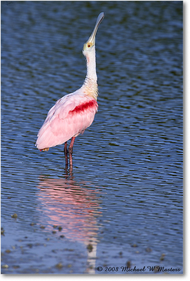 RoseateSpoonbill_DingDarlingNWR_2008Jan_E0K7589 copy