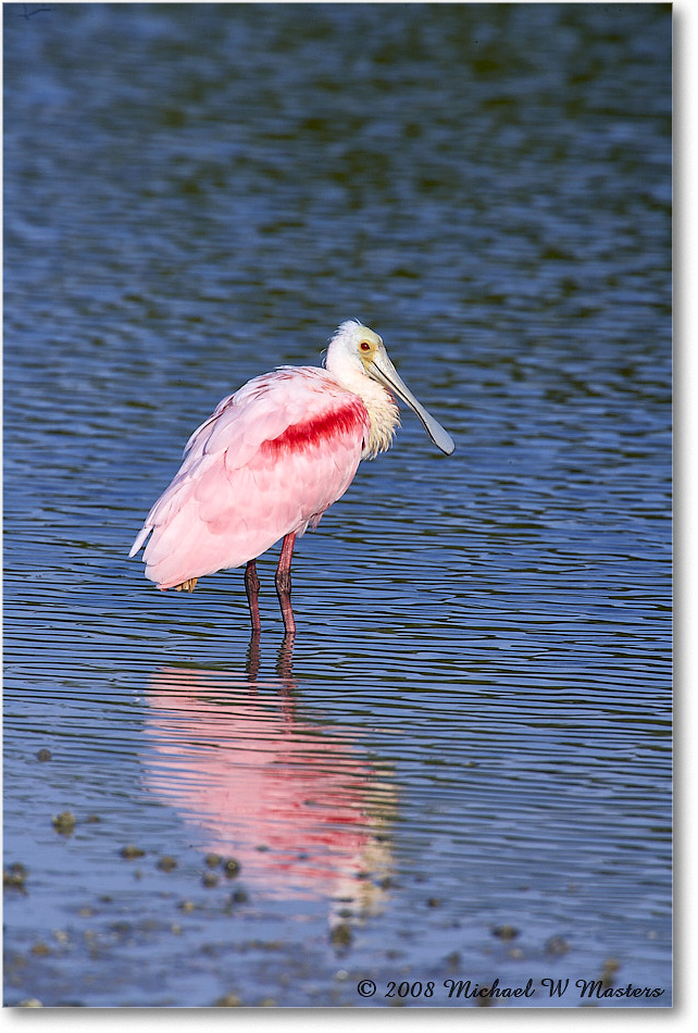 RoseateSpoonbill_DingDarlingNWR_2008Jan_E0K7605 copy