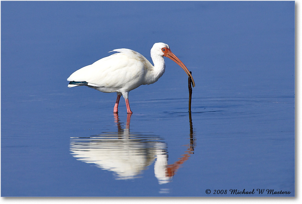 WhiteIbis_DingDarlingNWR_2008Jan_E0K7889