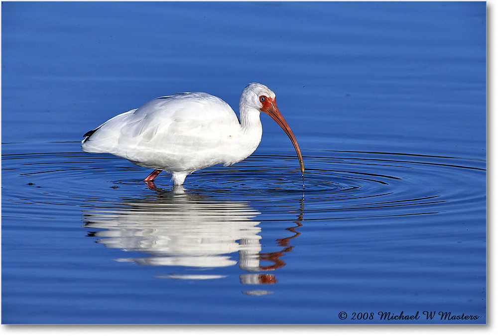 WhiteIbis_DingDarlingNWR_2008Jan_E0K8251 copy