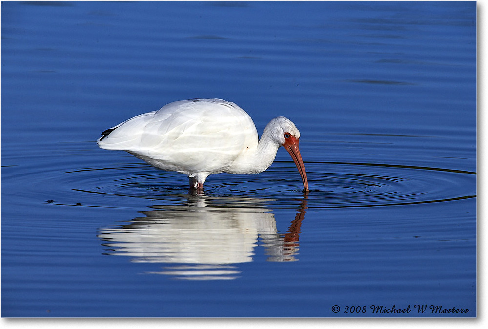 WhiteIbis_DingDarlingNWR_2008Jan_E0K8256 copy