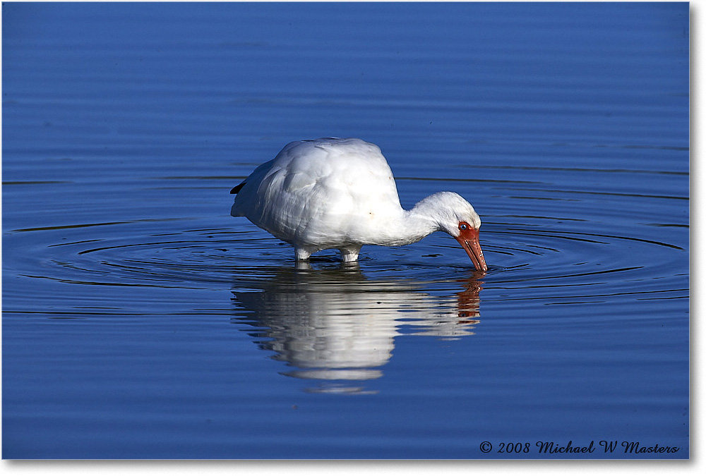 WhiteIbis_DingDarlingNWR_2008Jan_E0K8261 copy