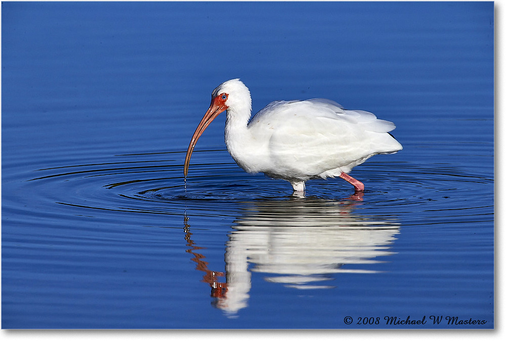 WhiteIbis_DingDarlingNWR_2008Jan_E0K8263 copy