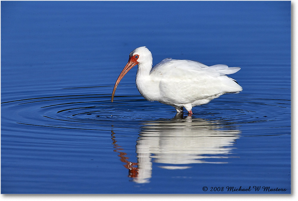 WhiteIbis_DingDarlingNWR_2008Jan_E0K8265 copy