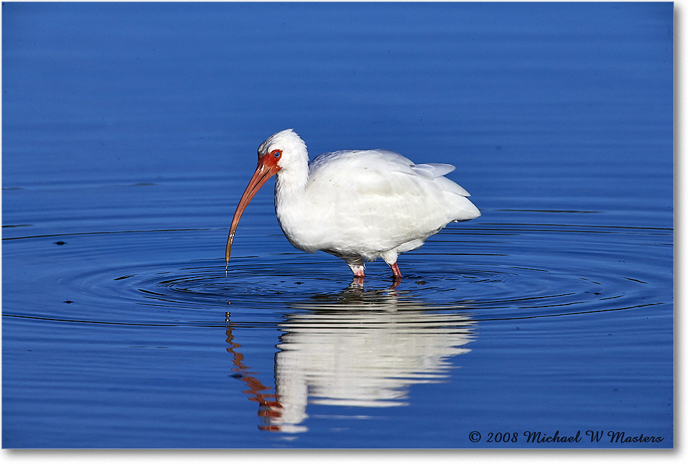 WhiteIbis_DingDarlingNWR_2008Jan_E0K8269 copy