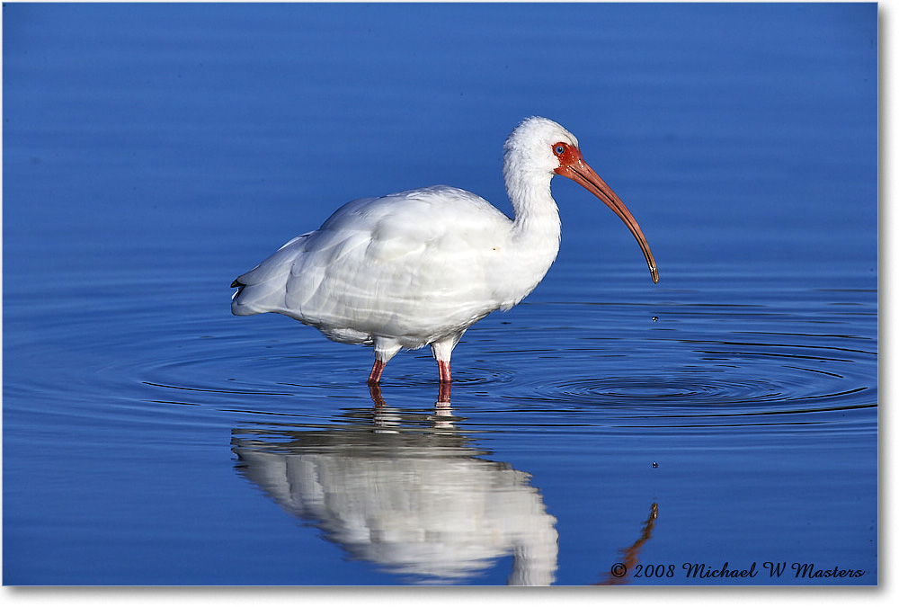 WhiteIbis_DingDarlingNWR_2008Jan_E0K8277 copy