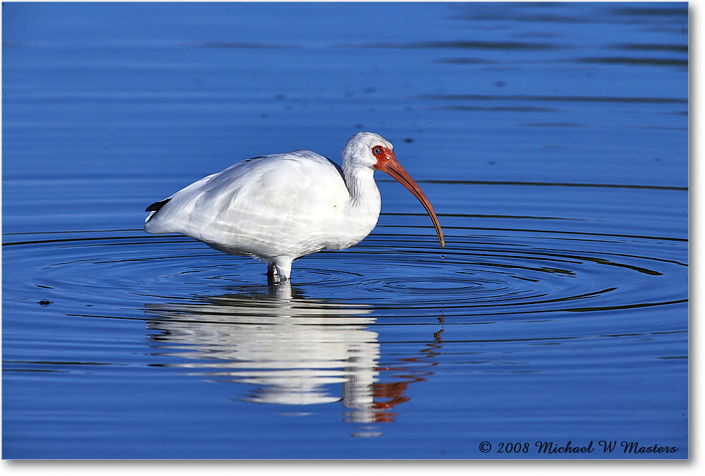 WhiteIbis_DingDarlingNWR_2008Jan_E0K8296 copy