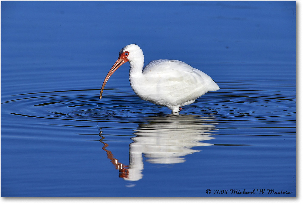 WhiteIbis_DingDarlingNWR_2008Jan_E0K8317 copy