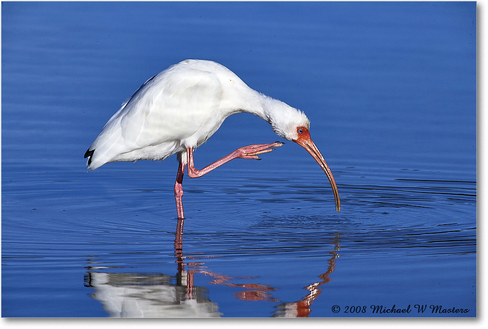 WhiteIbis_DingDarlingNWR_2008Jan_E0K8324 copy