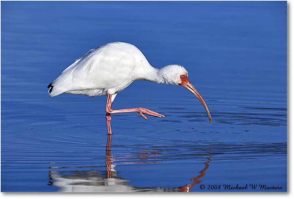 WhiteIbis_DingDarlingNWR_2008Jan_E0K8326 copy