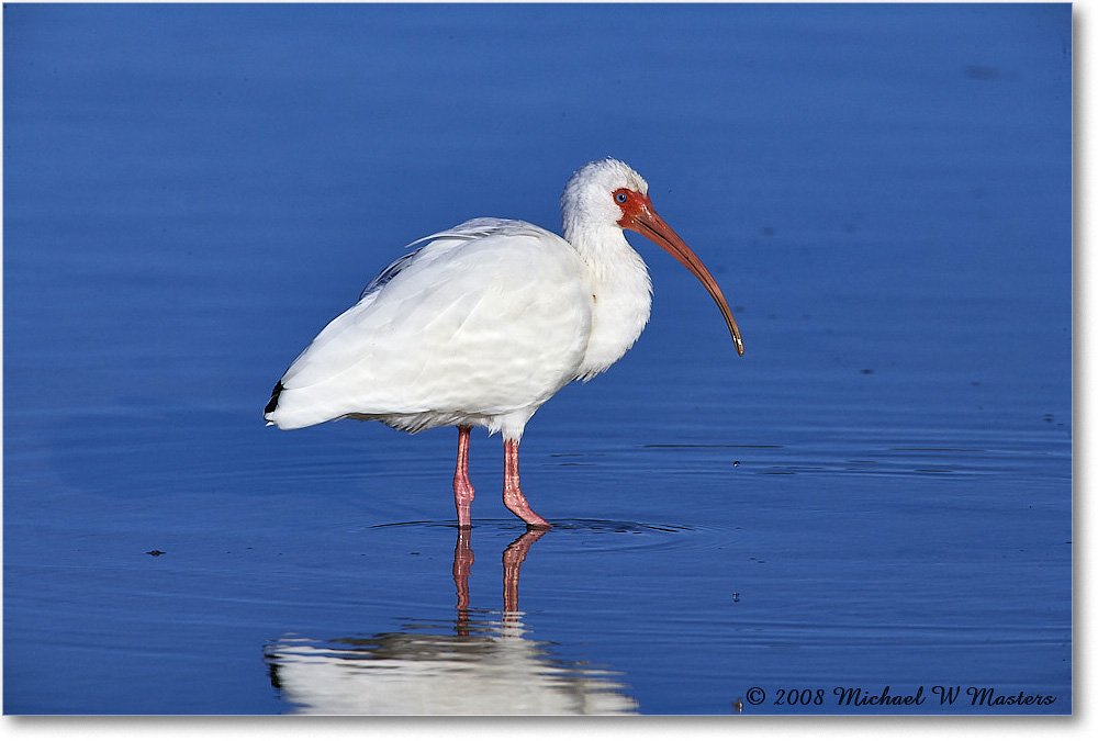 WhiteIbis_DingDarlingNWR_2008Jan_E0K8331 copy