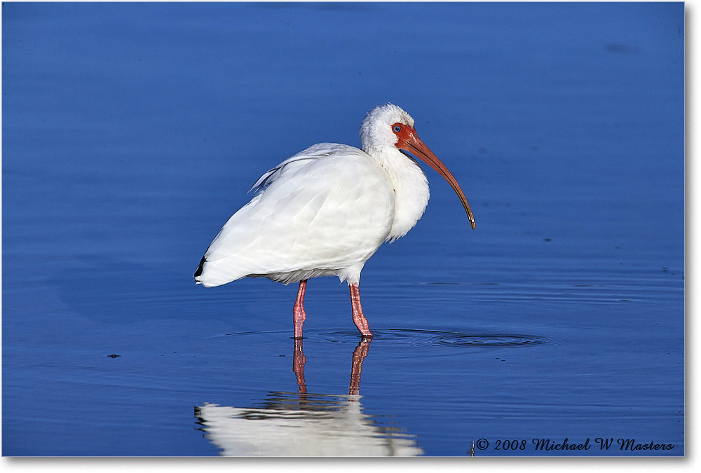 WhiteIbis_DingDarlingNWR_2008Jan_E0K8332 copy